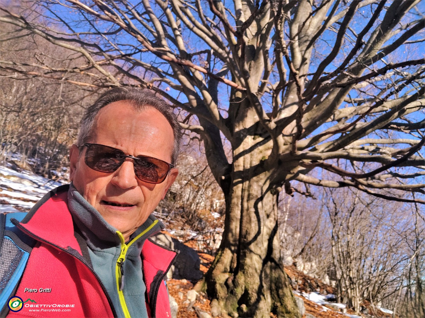 01 Al grande faggio baciato dal sole nel bosco di prevalenti carpini neri.jpg